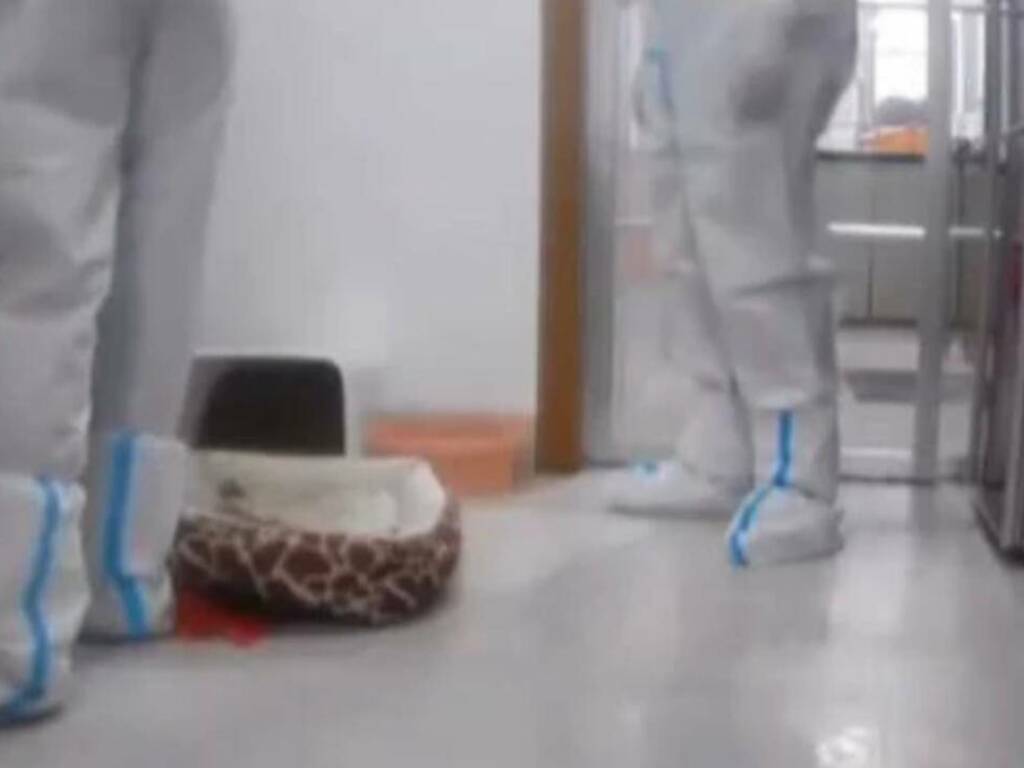 Immagini shock dalla Cina: donna in quarantena, il team anti Covid le  uccide il cane - Zoom24